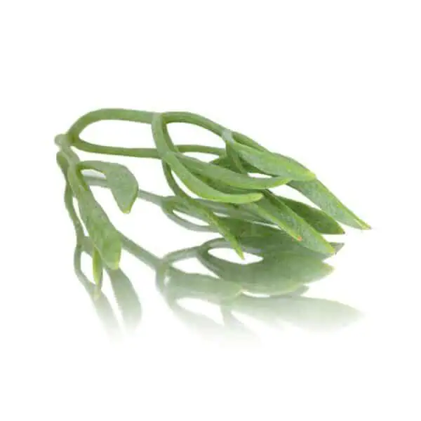 Sea Fennel.webp